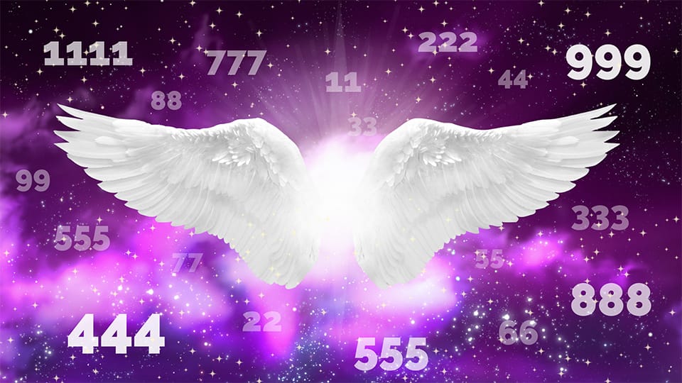 White bird wings with angel numbers around, in purple background.